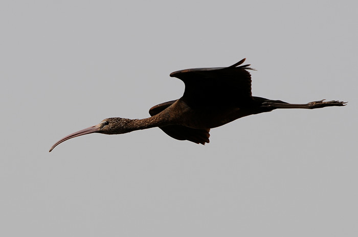 Zwarte Ibis 2.jpg